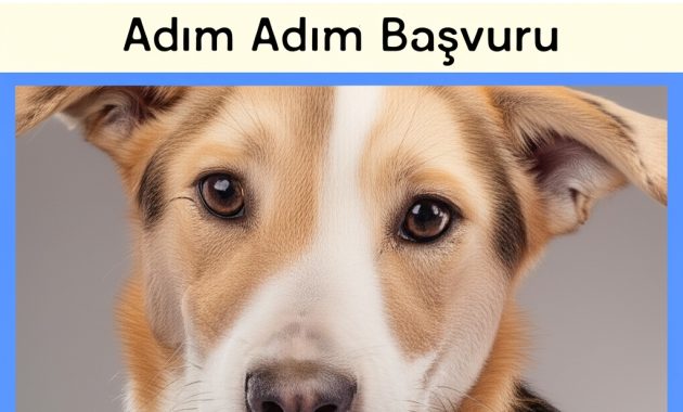 O Mavi Pasaportu Alana Kadar Canım Çıktı: Köpekle Yurtdışına Çıkmanın Gerçek Hikayesi