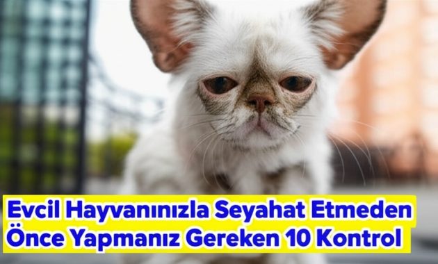 Yarın Yola Çıkıyoruz ve Evde Sanki Savaş Var: Köpekle Tatil Hazırlığının Gerçek Yüzü