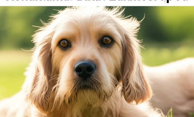 Tekerlekli Evimiz ve Dört Ayaklı Kaptan: Köpekle Karavan Hayatının Püf Noktaları