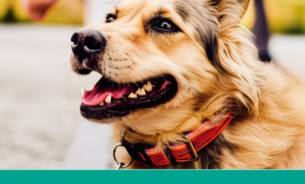 Arabayla Köpekli Seyahatin Yazılı Olmayan Kuralları (Bizim Evde)