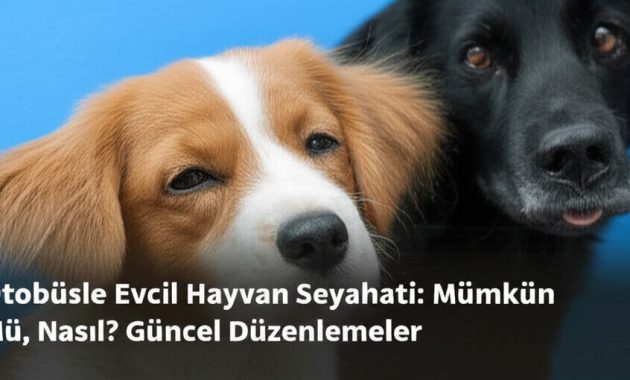 Otobüsle Köpek Taşınır mı? Firmalarla Konuşma ve Yolculuk Sırlarım
