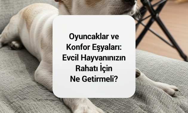 Köpeğimin Seyahat Çantasında Ne Var? (Stresi Kapıda Bırakan O Basit Şeyler)