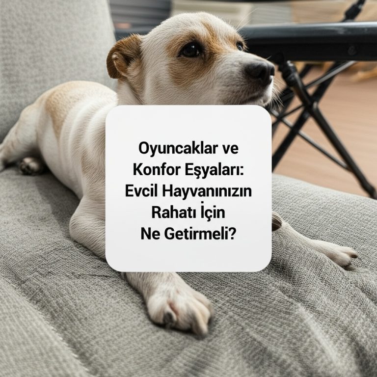 Köpeğimin Seyahat Çantasında Ne Var? (Stresi Kapıda Bırakan O Basit Şeyler)