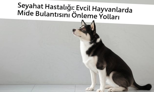 Arka Koltuk Kâbusu: Arabayı Sevmeyen Köpeğimle Barışmamızın Hikayesi
