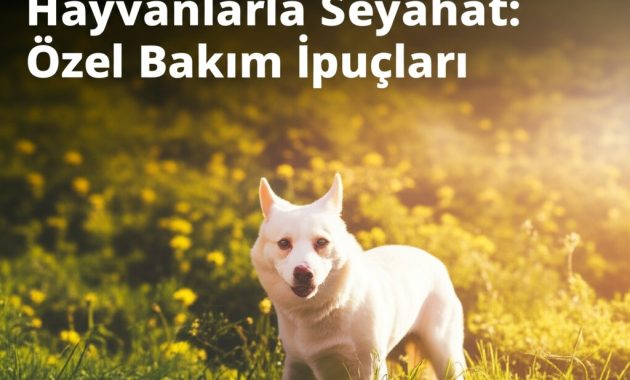 Arka Koltuktaki O Sessizlik: Yaşlı Köpeğimle Yaptığımız En Korkutucu Yolculuk
