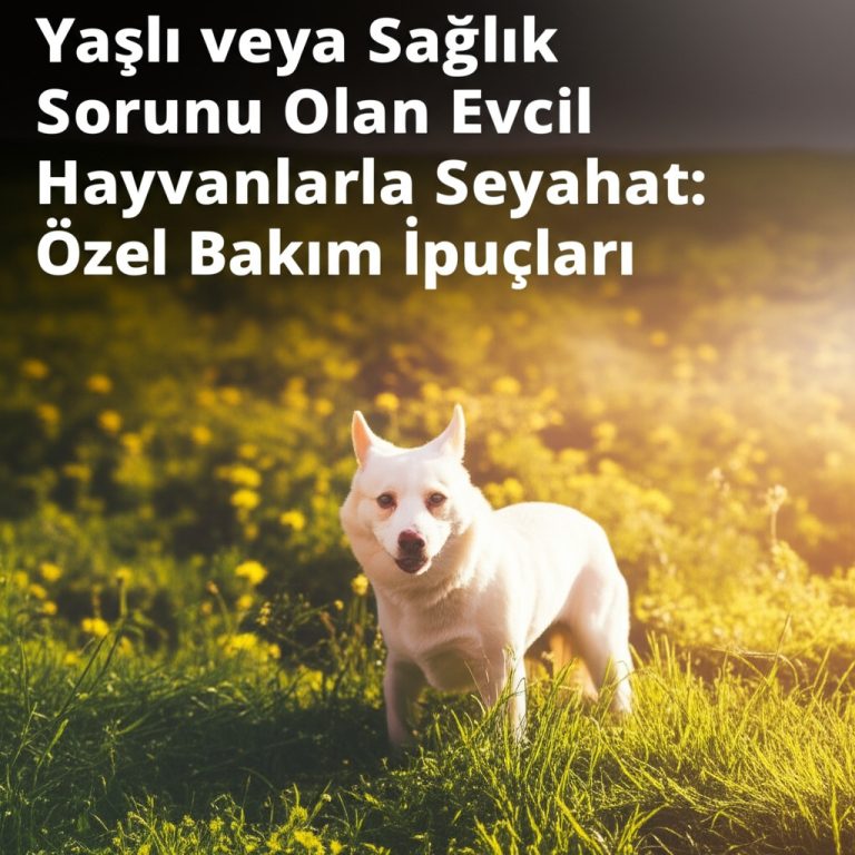 Arka Koltuktaki O Sessizlik: Yaşlı Köpeğimle Yaptığımız En Korkutucu Yolculuk