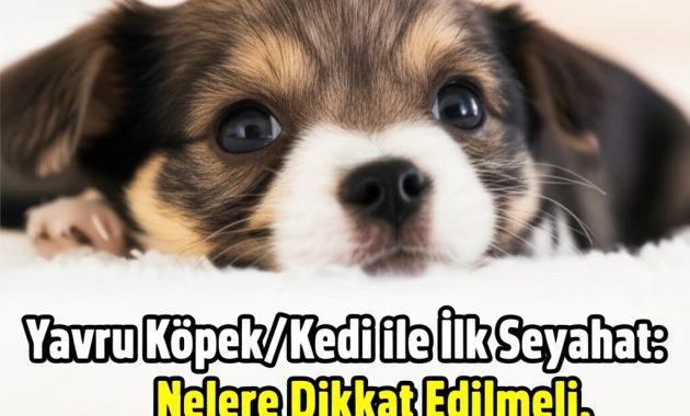 O İlk Tatil: Yavru Köpeğimin Gözünden Dünyayı Keşfetmek (ve Yaptığım Hatalar)