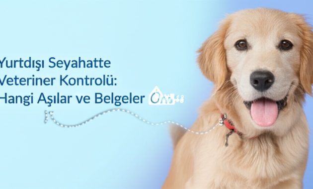 Kedimle Okyanusu Aşmak: O Bürokratik Kâbusu Adım Adım Nasıl Yendik?
